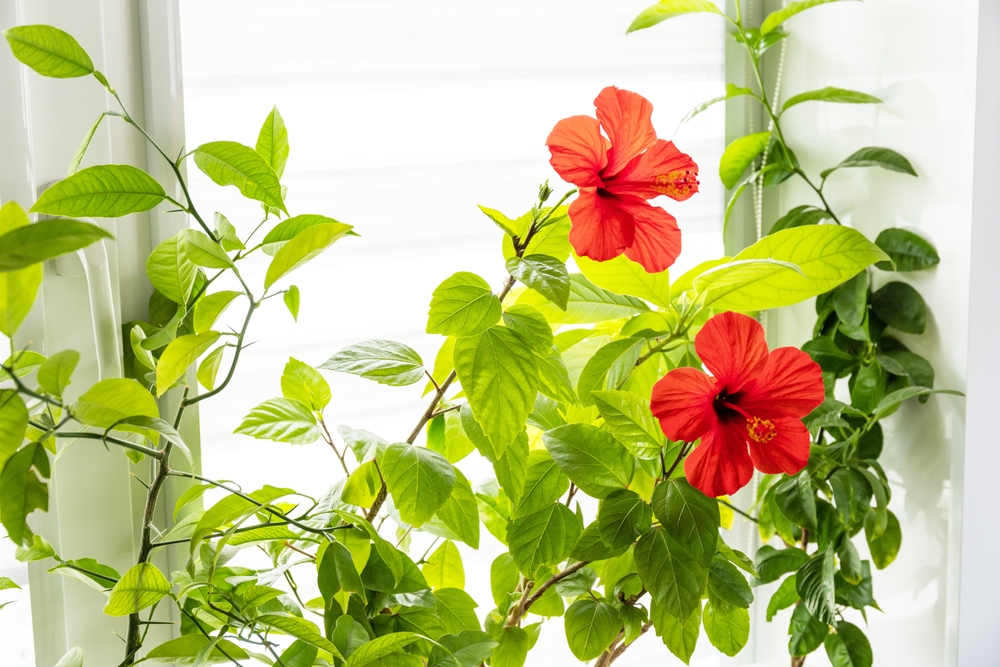 Hibiscus Plant