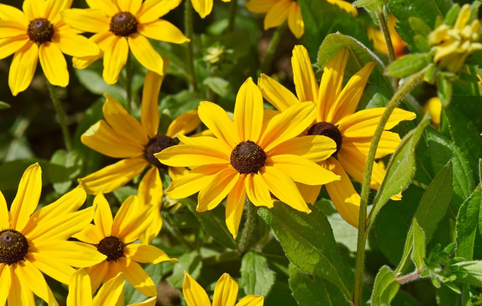 Black Eyed Susan Flowers for Home - Perfect For Indian Climate 