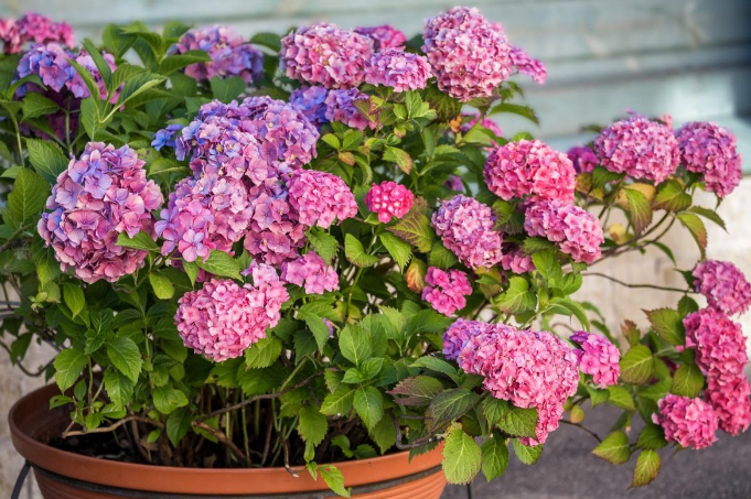 Beautiful Blooming Bush of Hydrangeas Flowers for Home 