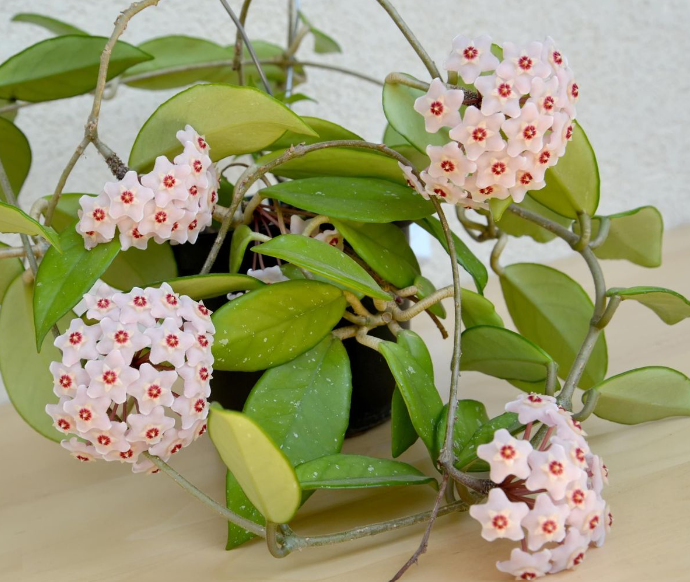 Flowers for Home - Hoya, The Wax Plant  