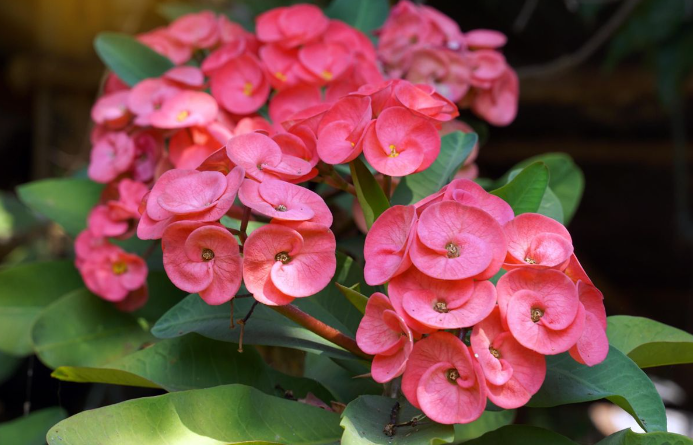 Crown of Thorns - Hardy Succulent Flowers for Home 