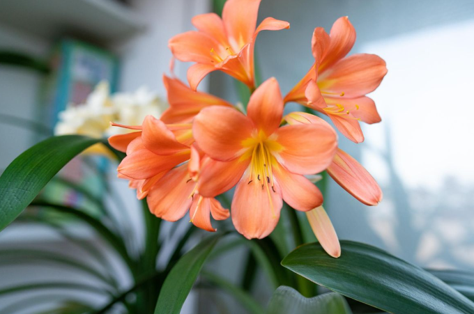 Kaffir Lily - Perfect Flowers for Home Decor 