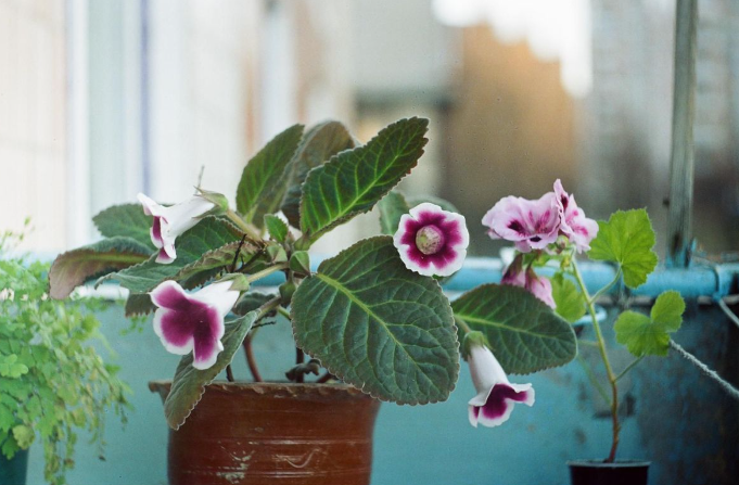 Gloxinia Easy-to-Grow Flowers for Home