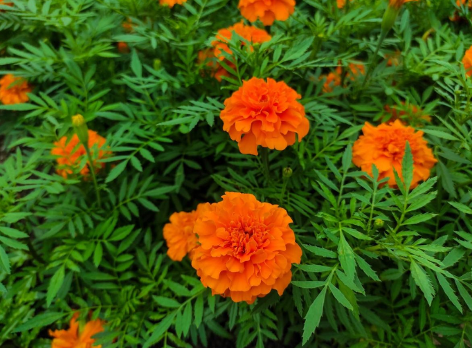 Magnificent Marigold Flowers For Home 