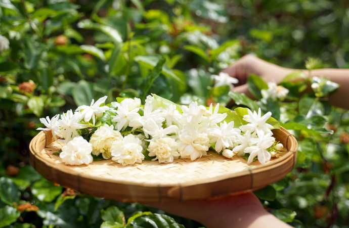 Fragrant Jasmine Flowers for Home 